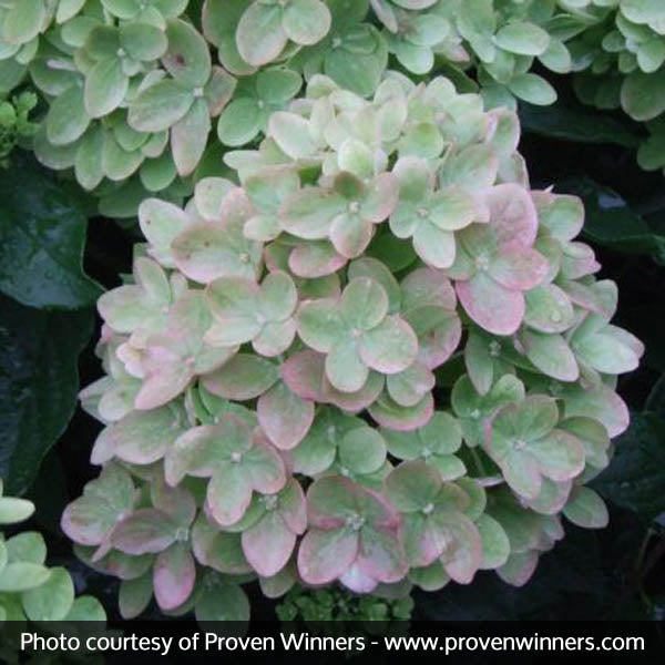 Little Lime&reg; Panicle Hydrangea