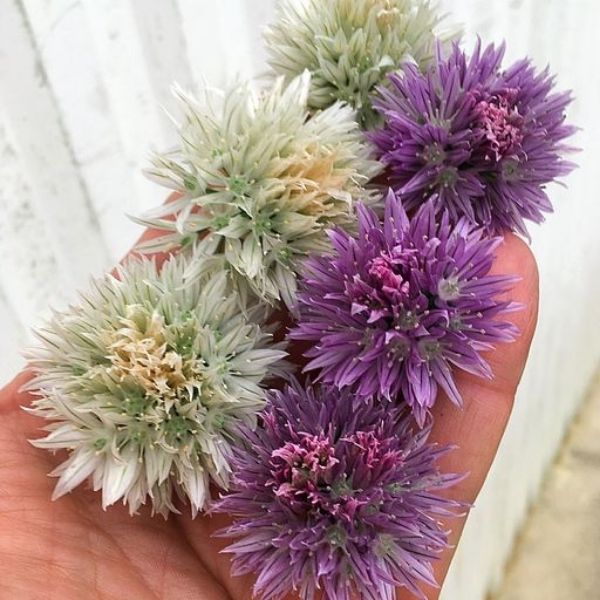 Pink Flowering Chives