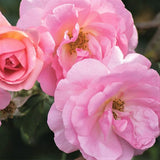 Peachy Knock Out&reg; Rose