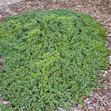 Dwarf Japanese Garden Juniper