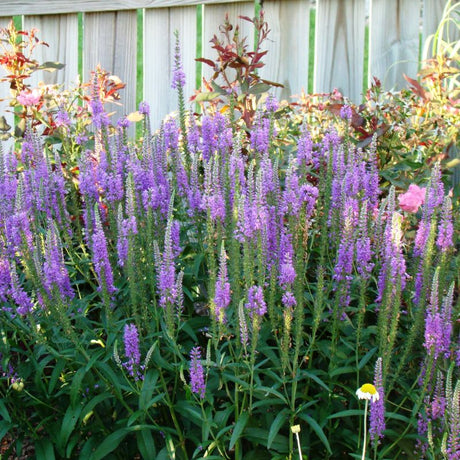 Sunny Border Blue Veronica