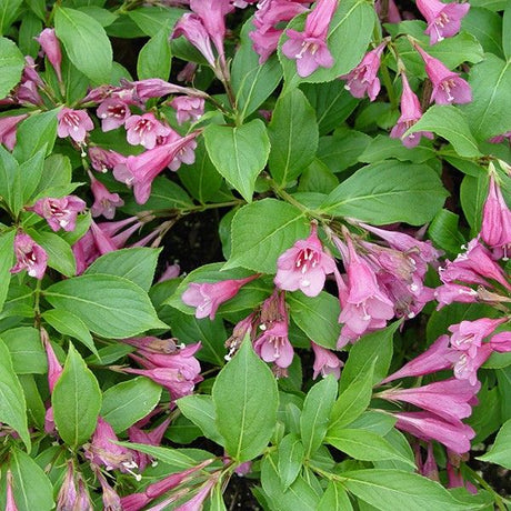 Pink Poppet Weigela