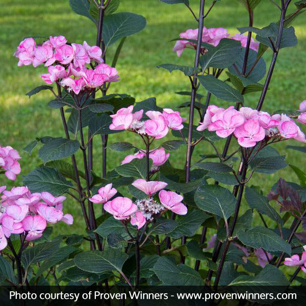 Abracadabra&reg; Star Hydrangea