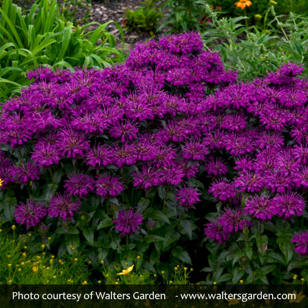 Sugar Buzz&reg; Grape Gumball Bee Balm