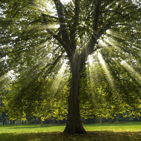 American Sycamore