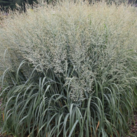 Prairie Winds? 'Niagara Falls' Switch Grass