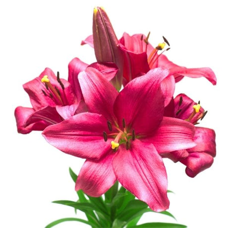 Pink Asiatic Lily