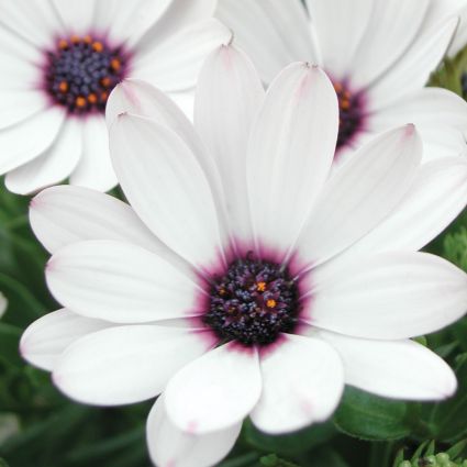 Soprano White Improved Daisy