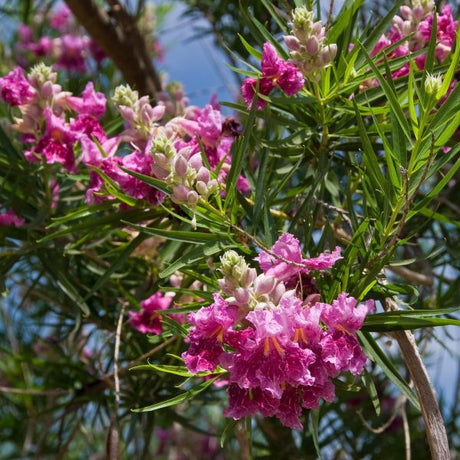 Bubba Desert Willow