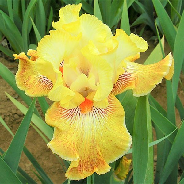 Honey Fruit Cocktail Tall Bearded Iris