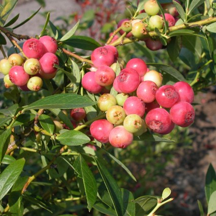 Pink Lemonade Blueberry Bush