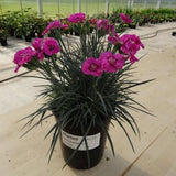 Dianthus Bumbleberry Pie