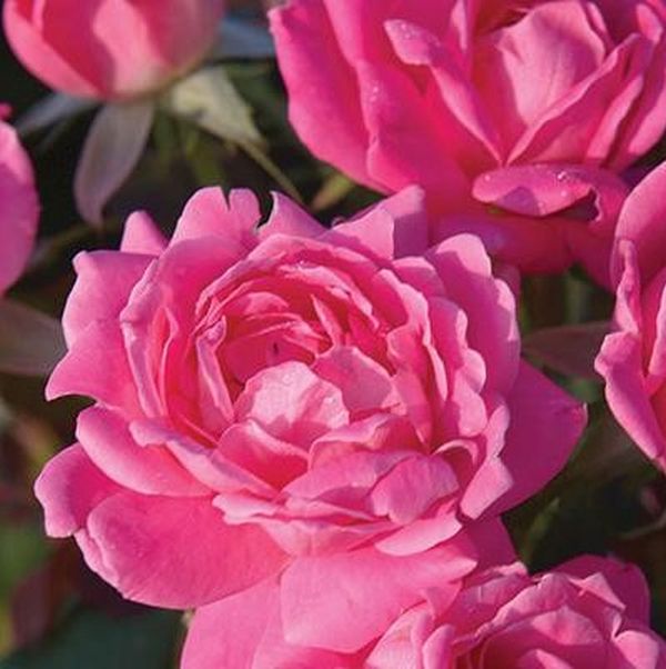 Pink Double Knock Out&reg; Rose Tree