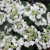 Wedding Gown&trade; Hydrangea