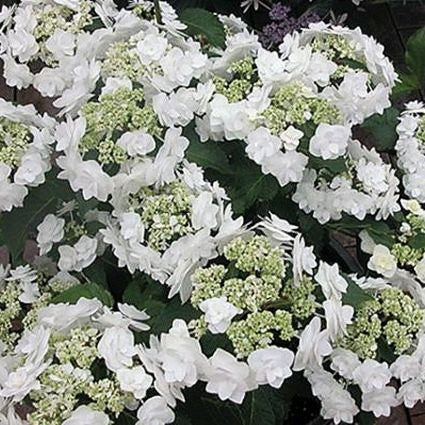 Wedding Gown&trade; Hydrangea