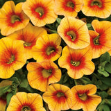 Apricot Punch Superbells Calibrachoa