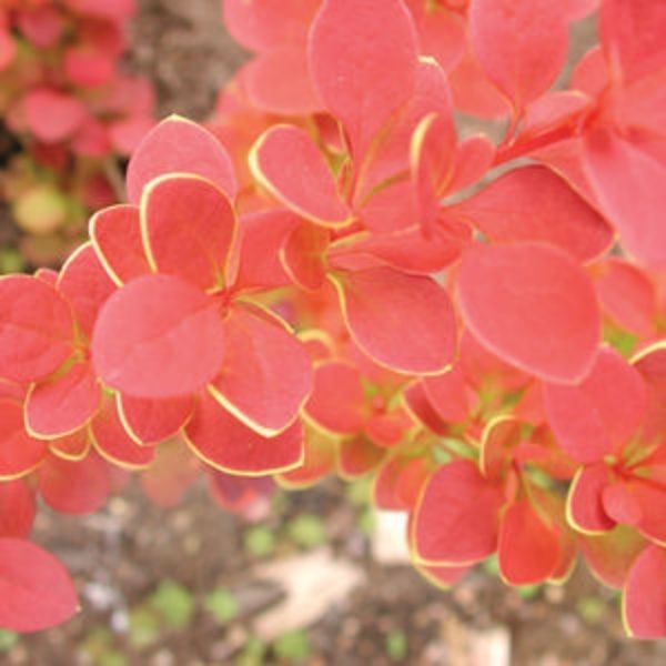 Sunjoy&reg; Tangelo Barberry