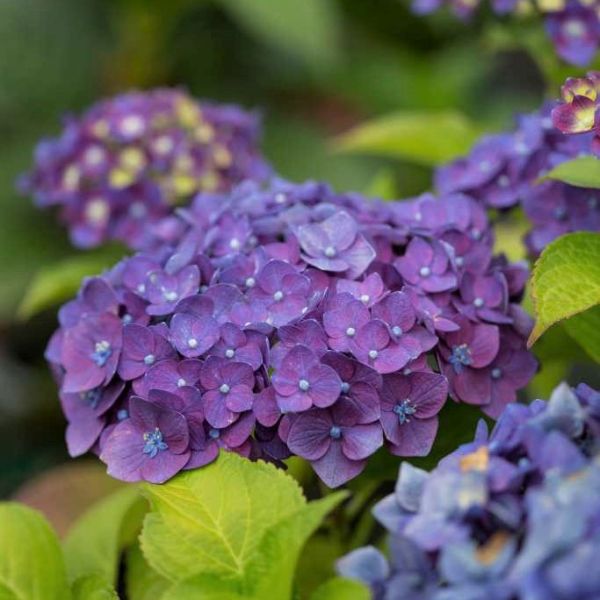 Endless Summer&reg; Summer Crush&reg; Bigleaf Hydrangea