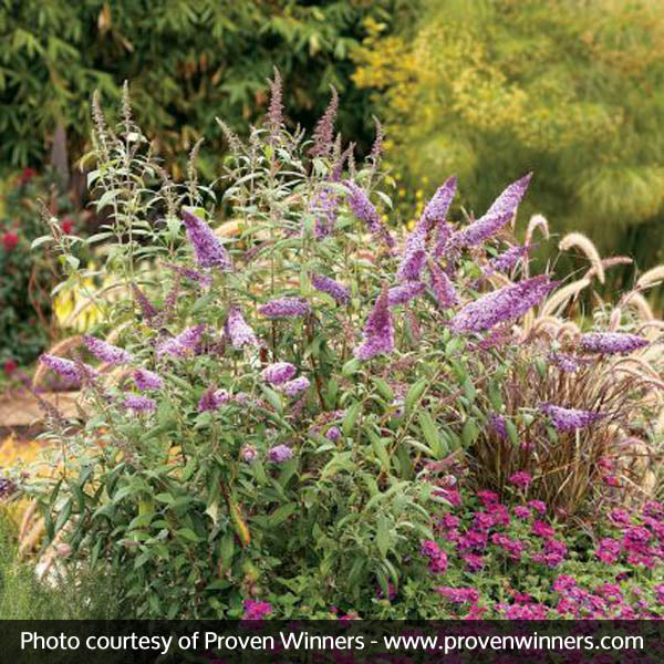 Peacock&trade; Butterfly Bush