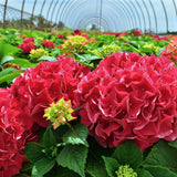 Grateful Red Hydrangea