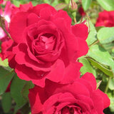 Champlain Shrub Rose