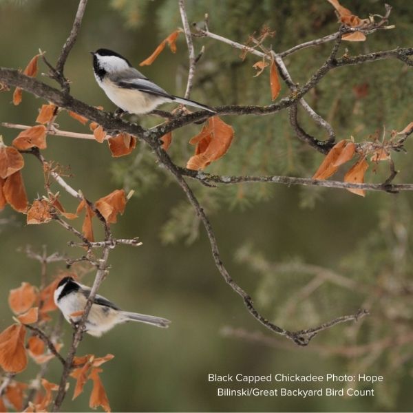 Audubon&reg; Native Silver Maple