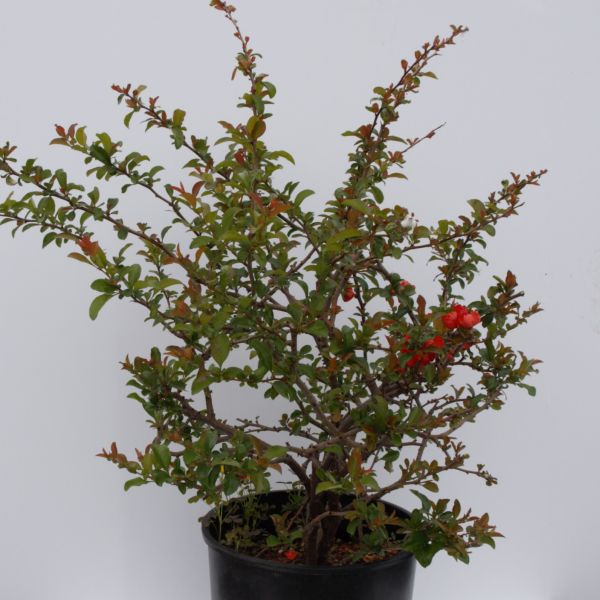 Texas Scarlet Flowering Quince