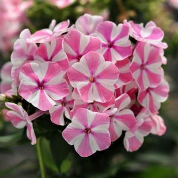 Peppermint Twist Phlox