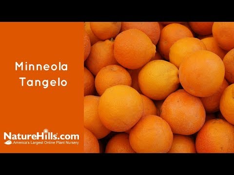 Minneola Tangelo Tree