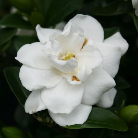 Crown Jewel Gardenia