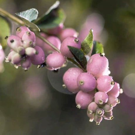 Sweet Sensation Snowberry