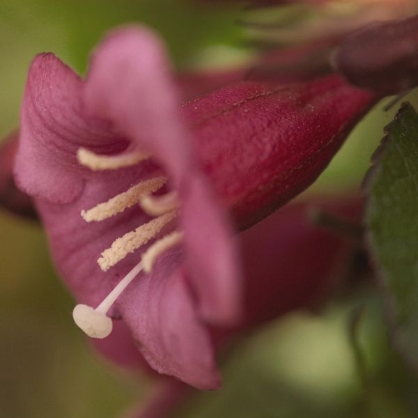 Rumba Weigela