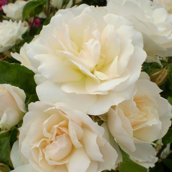 Easy Elegance&reg; Champagne Wishes Rose