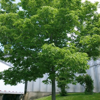 Hackberry Tree