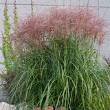 Red Silver Maiden Grass