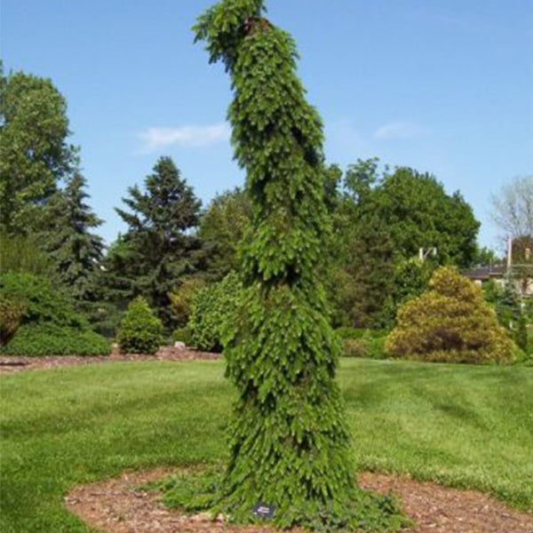 Bruns Weeping Serbian Spruce