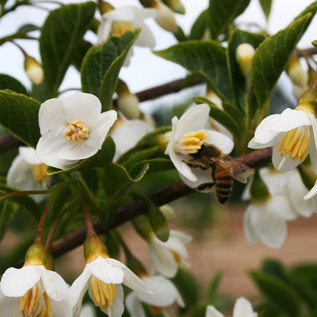 Japanese Snowbell