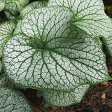 Alexanders Great Brunnera