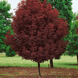 Crimson Sentry Norway Maple