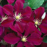 Niobe Clematis