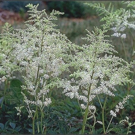 Deutschland Astilbe