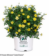 Oso Easy&reg; Lemon Zest&reg; Rose