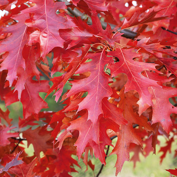 Urban Pinnacle&reg; Bur Oak