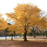 Ginkgo biloba