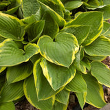 Aureomarginata Hosta