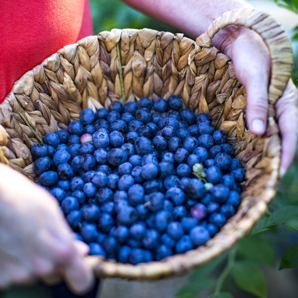 Takes The Cake™ Blueberry Bush