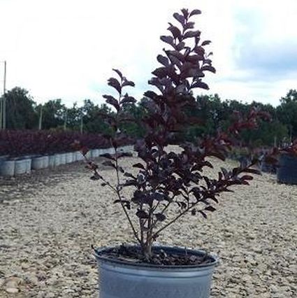 Black Diamond&reg; Pure White&trade; Crape Myrtle