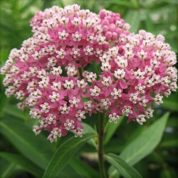 Cinderella Butterfly Weed