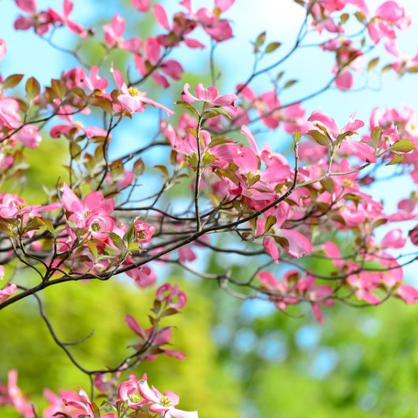 Pink Flowering Dogwood