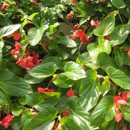 Red Dragon Wing Begonia